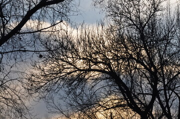 Trees in winter against the blue sky