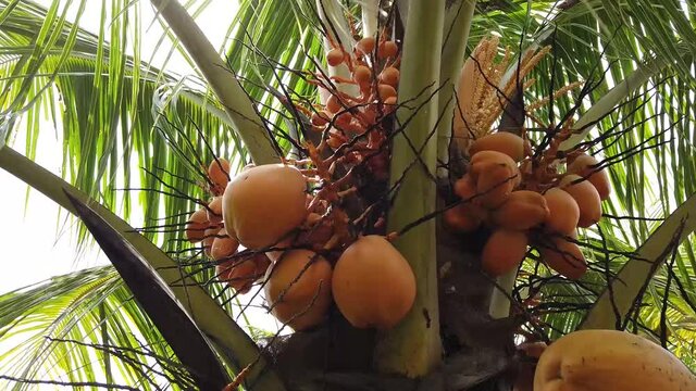 coconut fruit ripen on the tree