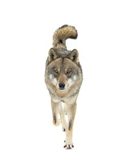 Running gray wolf isolated on white background