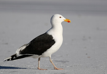 Fototapeta na wymiar Great black-backed gull