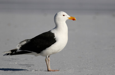 Great black-backed gull