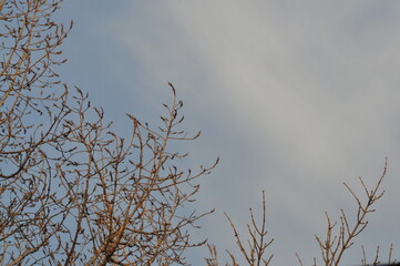 Trees in winter against the blue sky