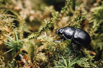 Close up of a small bug in moss