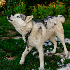 Husky sheds hair, combed and happy dog resting on the street. Howling Siberian Husky chained.