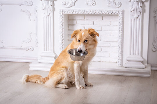 Border collie dog sitting home with empty iron bowl in his teeth on white background