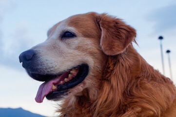 Golden retriever dog having fun in the park on a summer day