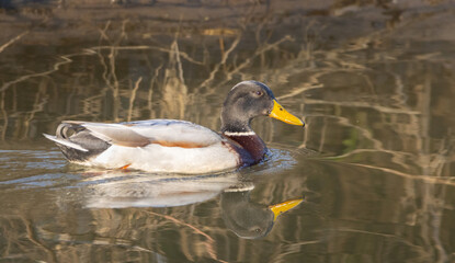 Wild duck swimming in a river. Juvenile wild mallard swims in a river.