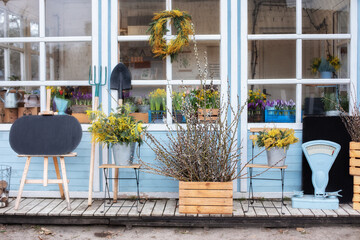 Wooden porch of house with plants and branches yellow mimosa. Facade home with garden tools, pots flowers. Cozy spring decor veranda. Gardening concept. Summer veranda with chairs. Easter decor home