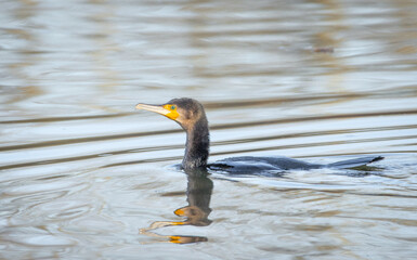 Cormorant swimming in a river. Adult cormorant showing off its beautiful green eyes, while swimming in a river.