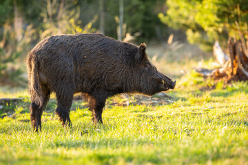 Male wild boar, sus scrofa, looking aside on a sunny glade in mountains during spring. Massive mammal with long teeth standing on a green grass backlit by evening sun.