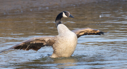 Canadian goose bathing in a river. Canadian goose bathing during spring time. The Canada goose 