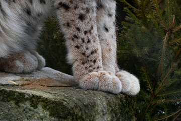Soft paws of a lynx or cat close-up. Spotted coat.