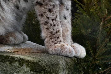 Fotobehang Zachte poten van een lynx of kattenclose-up. Gevlekte jas. © Grace800