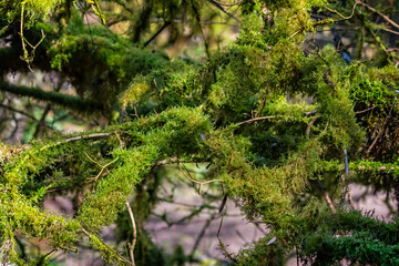 Close up of tree branches covered in luxuriant green moss and algae