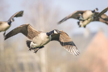 Canadian goose in flight. Canadian goose in flight during spring time. The Canada goose 