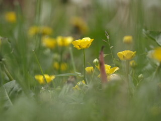 Flowers among the flowers