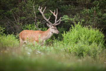 Naklejka na ściany i meble Red deer, cervus elaphus, standing in woodland in springtime nature. Stag with massive antlers walking in forest in summer. Wild mammal looking in bush.