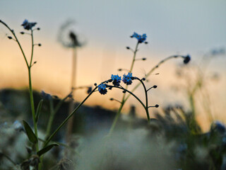 flowers in the morning