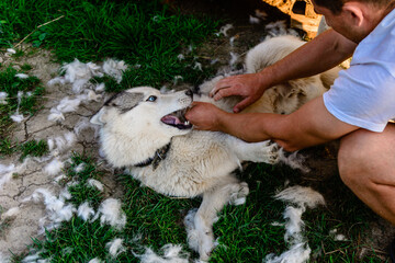 A playful husky dog is happy with the procedure, the owner helps the dog with excess hair that sheds. © Niko_Dali
