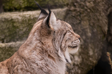 A beautiful graceful wild lynx squints against the sun. Close-up of a predatory cat's face.