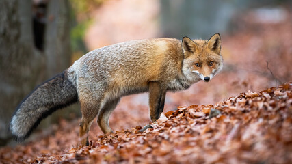 Red fox, vulpes vulpes, looking to the camera on leaves in autumn nature. Orange predator standing in forest in fall season. Wild mammal with angry sight watching on foliage.