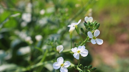 Bud and blossom of radish.Bunchy white flowers bloom in winter on radish on green blurred background with copy space. Selective focus