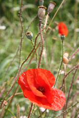 poppy flower red