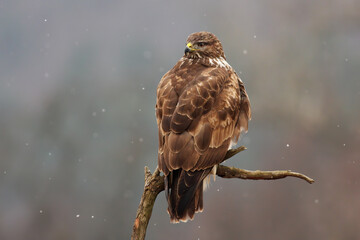 Majestic common buzzard, buteo buteo, sitting on branch in winter. Bird of prey resting on bough in snowing nature. Wild brown feathered predator looking on tree.