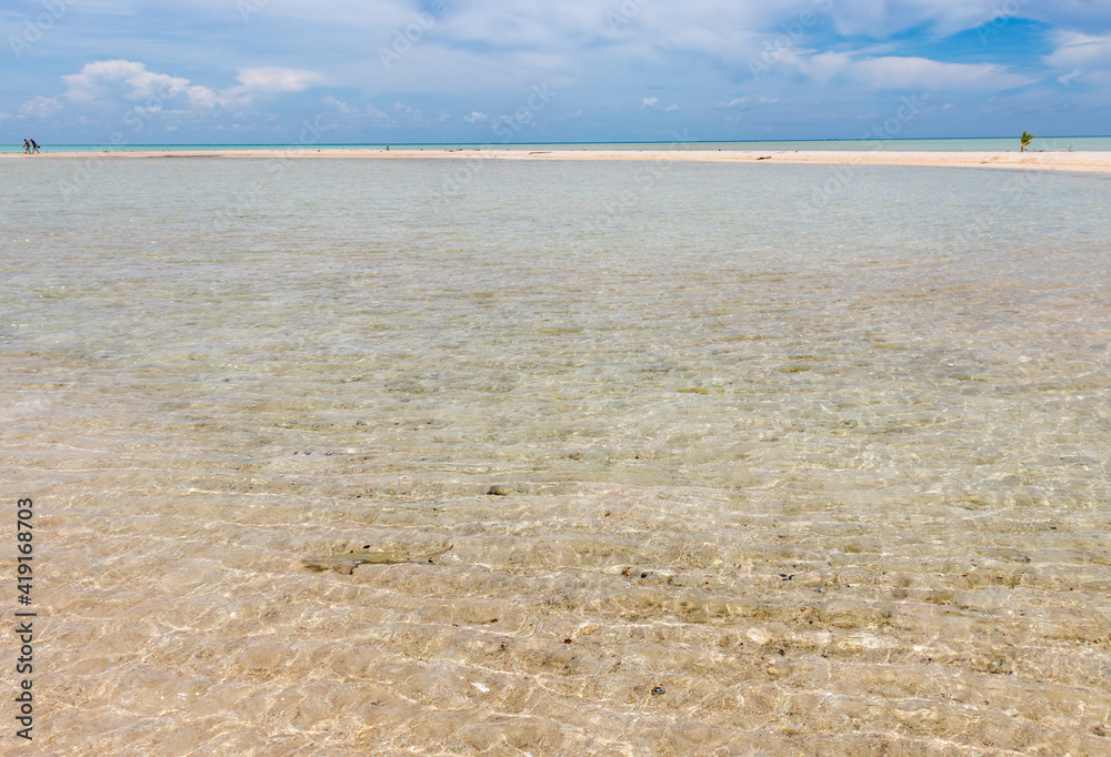 Poster Lagon paradisiaque à Rangiroa, Polynésie française