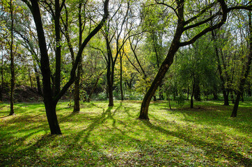 Fototapeta na wymiar Nature background green trees in forest