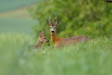 Two roe deer, capreolus capreolus, standing in grass in summertime nature. Pair of bucks looking in long grassland. Antlered mammals observing in green environment.