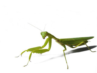 A small green mantis on a light background