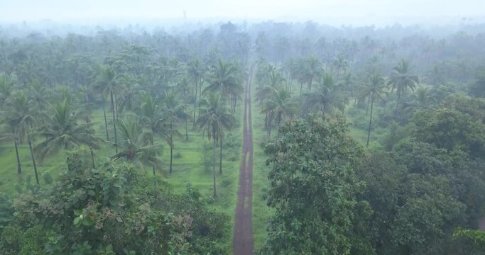 Lane Between Coconut Tree Alley On Evergreen Meadows During Misty Morning In Cotigao Wildlife Sanctuary, South Goa, India. - Aerial Wide Shot