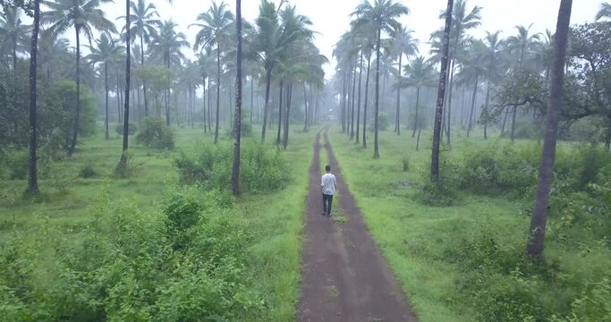 Man Walking In Pathway Between Lined-Up Coconut Trees During Foggy Day In Cotigao Wildlife Sanctuary, South Goa, India. - Aerial Tracking Shot