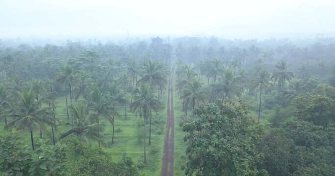 Lush Vegetation Of Palm Trees With Country Road On Hazy Morning Near Cotigao Wildlife Sanctuary Netravali, South Goa, India. - Aerial Wide Shot