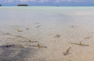 Requins de lagon à Rangiroa, Polynésie française