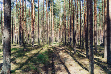 Deserted pine forest, thicket with tall trees bathed in sunlight
