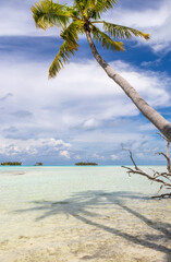 Palmier sur une plage paradisiaque à Rangiroa, Polynésie française