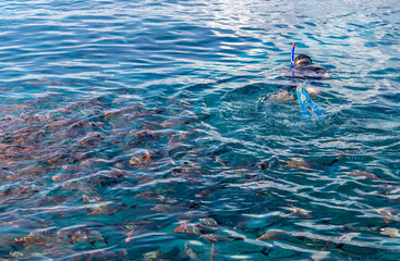 Plongeur dans un banc de poissons à Rangiroa, Polynésie française