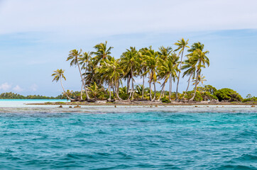 Palmiers sur une île du lagon de Rangiroa, Polynésie française