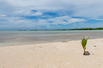 Pousse de palmier sur une plage de sable rose à Rangiroa, Polynésie française
