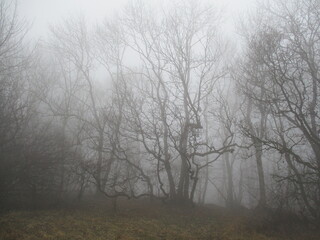 Obraz na płótnie Canvas knorrige Bäume im Nebel
