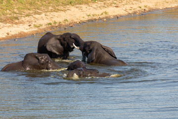 african elephants in water