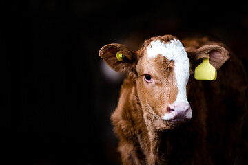 cow calf brown in a barn isolated dark background