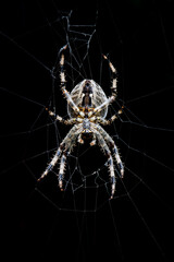 Common garden spider on web Diadem spider