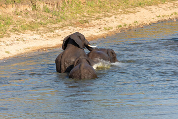 elephants at play