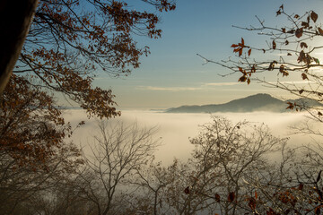 Obraz premium sunset in the forest