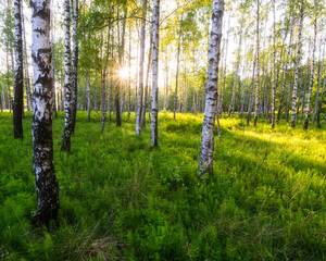 Sunlight through a forest of birch trees and green grass