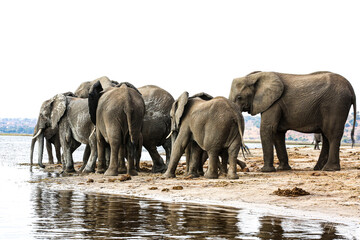 Fototapeta na wymiar elephants walking in the water