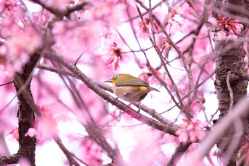桜とメジロ